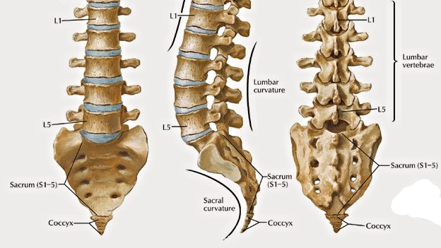 NORMAL SPINE ANATOMY